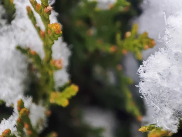 Κοντινό Thuja Χιόνι Φυτικό Κλαδί Λευκό Χιόνι Χειμερινή Περίοδος Αειθαλές — Φωτογραφία Αρχείου