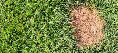  Ölü noktalı çimenler. Hastalıklar yeşil çimlere ve kötü durumda çimlere zarar veriyor..