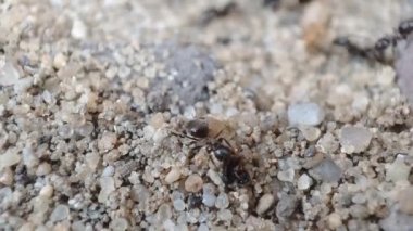 Siyah karıncanın makro görüntüsünü kapat. Siyah bahçe karınca aktivitesi. Yaygın siyah karınca olarak da bilinir