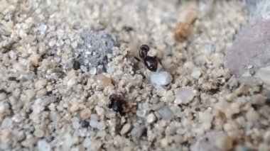 Siyah karıncanın makro görüntüsünü kapat. Siyah bahçe karınca aktivitesi. Yaygın siyah karınca olarak da bilinir
