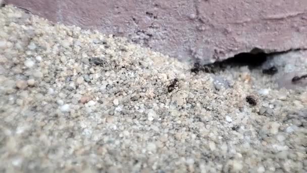 Close Macro View Black Ant Black Garden Ant Activity Also — Stockvideo