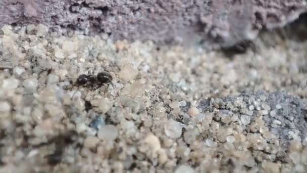 Feche Vista Macro Formiga Preta Atividades Formigas Jardim Negro Também — Vídeo de Stock