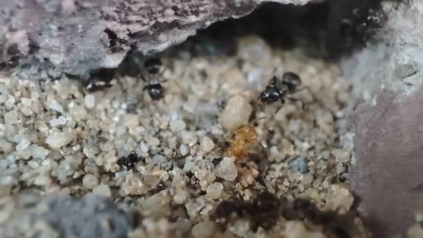 Close Macro View Black Ant Black Garden Ant Activity Also — Vídeos de Stock