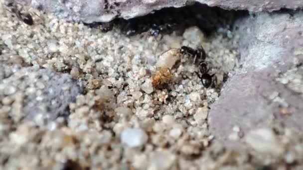 Close Macro View Black Ant Black Garden Ant Activity Also — Stockvideo