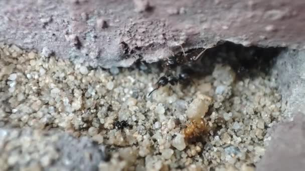 Close Macro View Black Ant Black Garden Ant Activity Also — Stockvideo