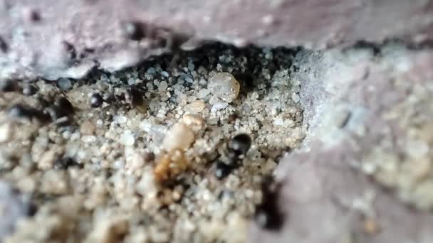 개미의 거시적 시야를 클로즈업합니다 수있는 개미로 도알려져 있습니다 — 비디오