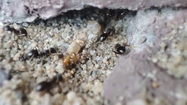 Close Macro View Black Ant Black Garden Ant Activity Also — Stock Video