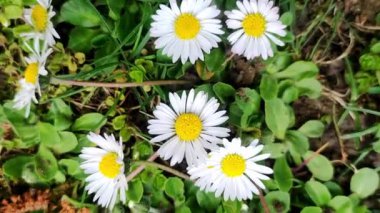 Canlı papatya çiçekleri. Doğadaki papatya çiçeği. Çayırdaki beyaz çiçek.