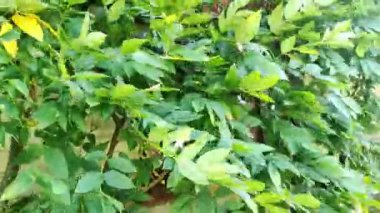 Güçlü bir rüzgar yaprakları hareket ettirir. İlkbaharda fırtınadan önce rüzgar