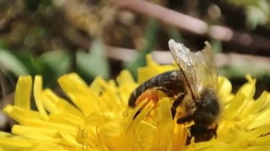 Bir arı bir karahindibadan polen toplar. Makro arı. Bal arısı çiçekte çalışır. Arı nektar toplar..