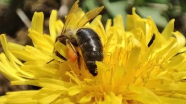 Bir arı bir karahindibadan polen toplar. Makro arı. Bal arısı çiçekte çalışır. Arı nektar toplar..