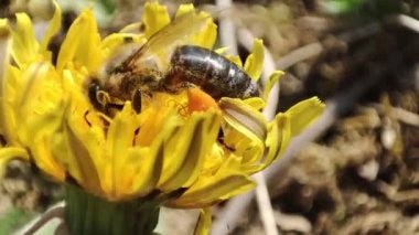 Bir arı bir karahindibadan polen toplar. Makro arı. Bal arısı çiçekte çalışır. Arı nektar toplar..