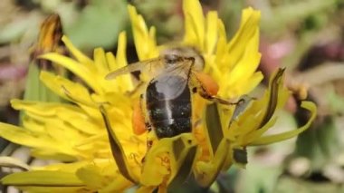 Bir arı bir karahindibadan polen toplar. Makro arı. Bal arısı çiçekte çalışır. Arı nektar toplar..