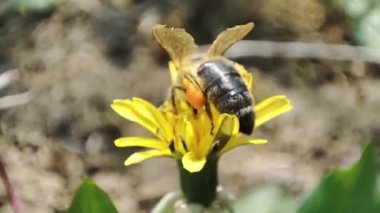 Bir arı bir karahindibadan polen toplar. Makro arı. Bal arısı çiçekte çalışır. Arı nektar toplar..
