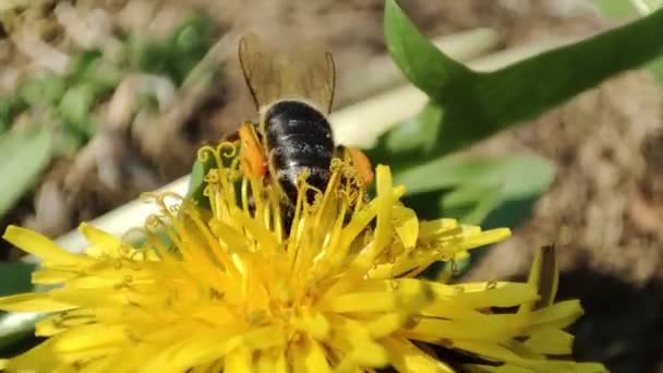 Pszczoła Zbiera Pyłek Mniszka Lekarskiego Makro Pszczoła Pszczoła Miodna Pracuje — Wideo stockowe