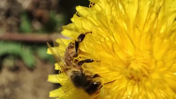 Bee Collects Pollen Dandelion Macro Bee Honey Bee Works Flower — Wideo stockowe