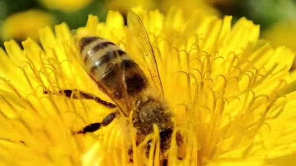 Egy Méh Virágport Gyűjt Egy Pitypangból Makró Méh Méh Egy — Stock videók