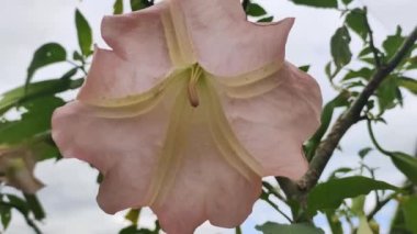 Datura 'nın büyük pembe çiçekleri.