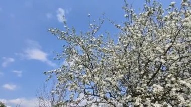 Çiçek açan elma ağacı. Baharda çiçek açan ağaç. Nisan 'da güneşte çiçekler.