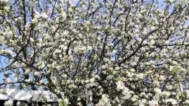 Çiçek açan elma ağacı. Baharda çiçek açan ağaç. Nisan 'da güneşte çiçekler.