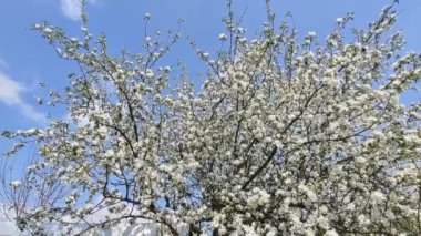 Çiçek açan elma ağacı. Baharda çiçek açan ağaç. Nisan 'da güneşte çiçekler.