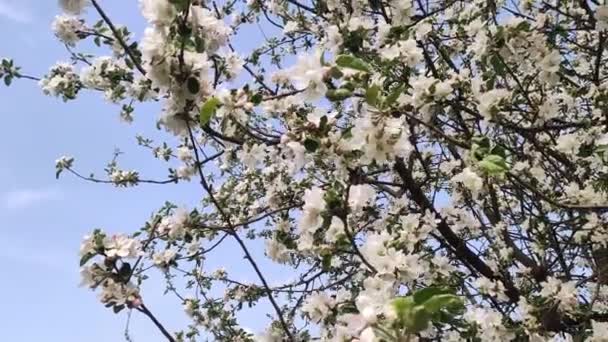 사과나무가 피어나고 꽃피는 이태양 아래피는 — 비디오