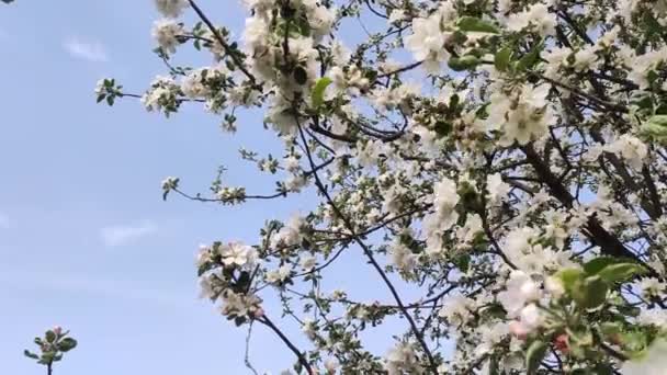 Blossoming Apple Tree Flowering Tree Spring Flowers April Time Sun — Stock video