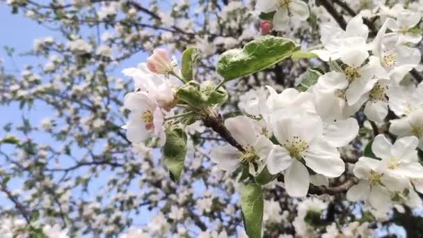 Bloeiende Appelboom Bloeiende Boom Het Voorjaar Bloemen April Tijd Zon — Stockvideo