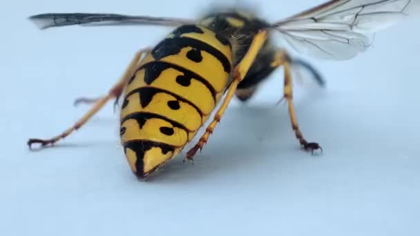 Une Guêpe Mourante Guêpe Macro Morte Dérogation Extermination Des Insectes — Video