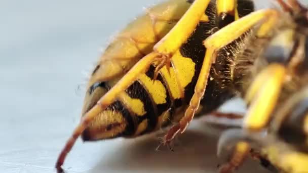 Dying Wasp Macro Dead Wasp Fogation Extermination Insects Pest Control — Stock Video