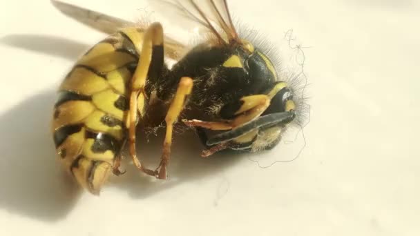 Dying Wasp Macro Dead Wasp Fogation Extermination Insects Pest Control — Stock Video