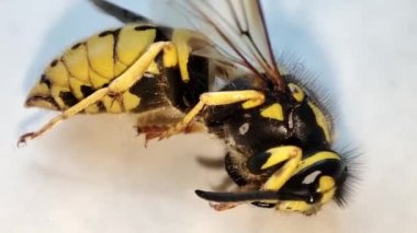 Ölen bir eşekarısı. Makro ölü eşekarısı. Fogasyon. Böceklerin yok edilmesi. Haşere kontrolü.