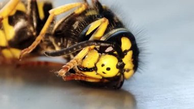 Ölen bir eşekarısı. Makro ölü eşekarısı. Fogasyon. Böceklerin yok edilmesi. Haşere kontrolü.