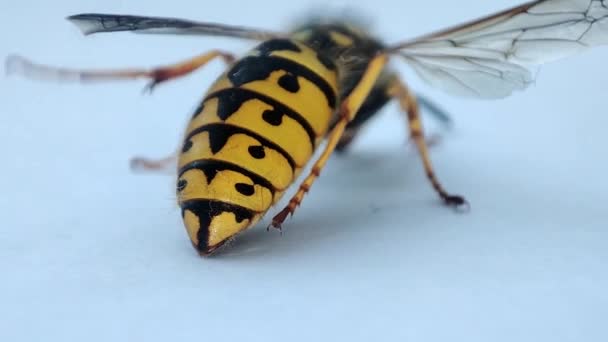 Umierająca Osa Makro Martwa Osa Fogacja Eksterminacja Insektów Zwalczanie Szkodników — Wideo stockowe