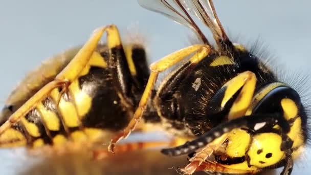 Una Avispa Agonizante Avispa Macro Muerta Niebla Exterminio Insectos Control — Vídeo de stock