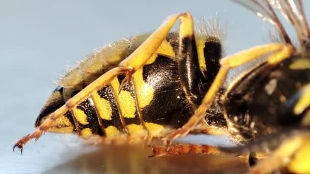 一只奄奄一息的黄蜂大黄蜂死了排便 消灭昆虫 防治虫灾 — 图库视频影像