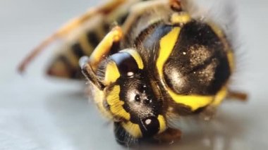 Ölen bir eşekarısı. Makro ölü eşekarısı. Fogasyon. Böceklerin yok edilmesi. Haşere kontrolü.