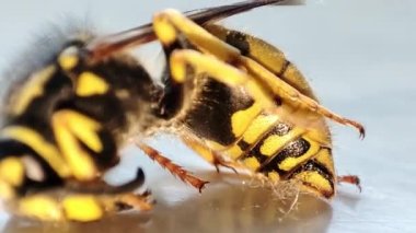 Ölen bir eşekarısı. Makro ölü eşekarısı. Fogasyon. Böceklerin yok edilmesi. Haşere kontrolü.
