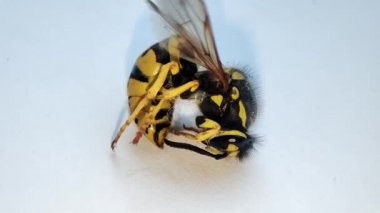 Ölen bir eşekarısı. Makro ölü eşekarısı. Fogasyon. Böceklerin yok edilmesi. Haşere kontrolü.