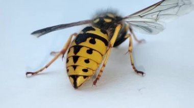 Ölen bir eşekarısı. Makro ölü eşekarısı. Fogasyon. Böceklerin yok edilmesi. Haşere kontrolü.