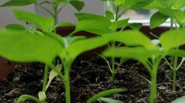 Tarım alanında gün ışığı altında domates fidanı.