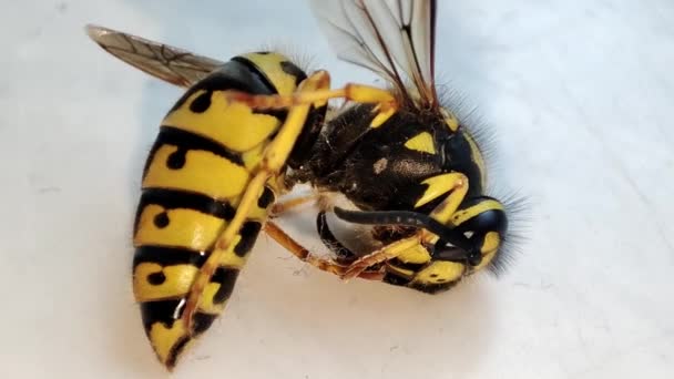 一只奄奄一息的黄蜂大黄蜂死了排便 消灭昆虫 防治虫灾 — 图库视频影像