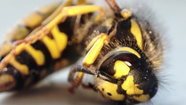 Uma Vespa Moribunda Macro Vespa Morta Fogação Exterminação Insetos Controlo — Vídeo de Stock