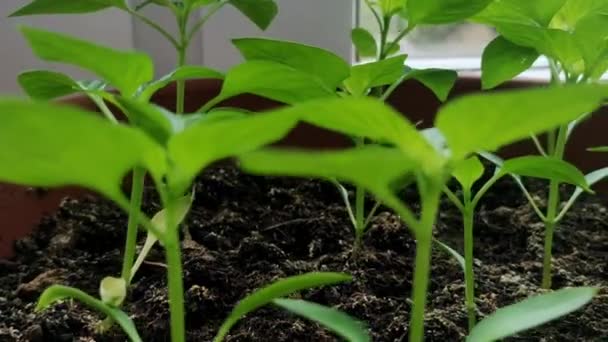 Plantación Tomate Campo Agrícola Bajo Luz Del Sol — Vídeos de Stock