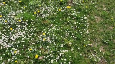 Çiçeklerle dolu çayır. Güneşli bir günde çayırda papatyalar ve karahindibalar