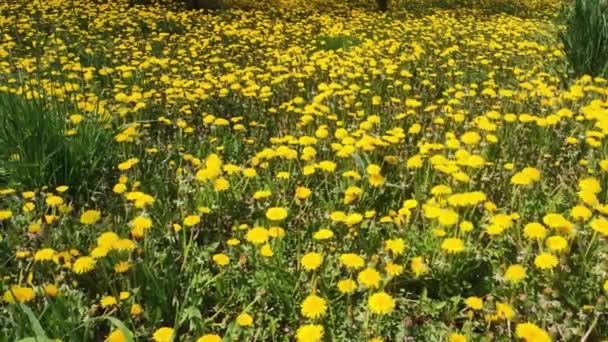 Grasveld Met Veel Paardebloemen Het Voorjaar Gele Bloemen Lente Natuur — Stockvideo
