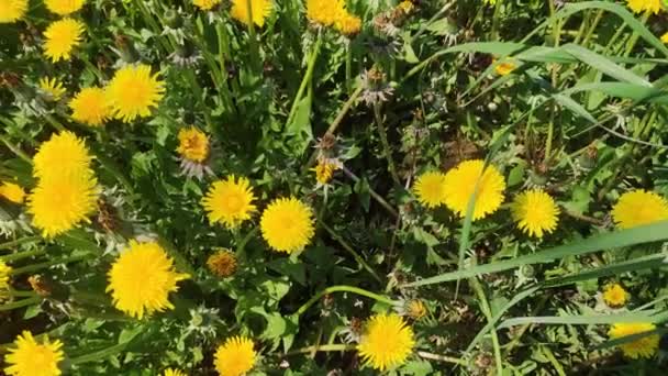 Grasveld Met Veel Paardebloemen Het Voorjaar Gele Bloemen Lente Natuur — Stockvideo