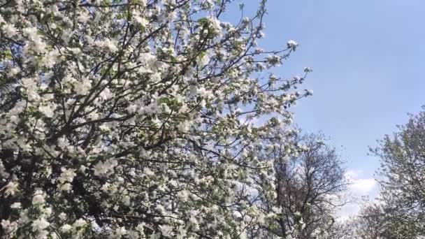 Apple Orchard Full Bloom Macieira Florescendo Tempo Primavera — Vídeo de Stock
