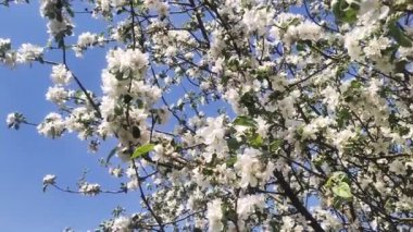 Full Bloom 'daki elma bahçesi. Bahar zamanı çiçek açan elma ağacı..