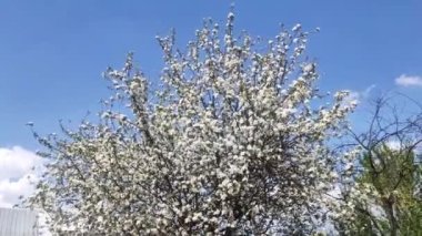 Full Bloom 'daki elma bahçesi. Bahar zamanı çiçek açan elma ağacı..